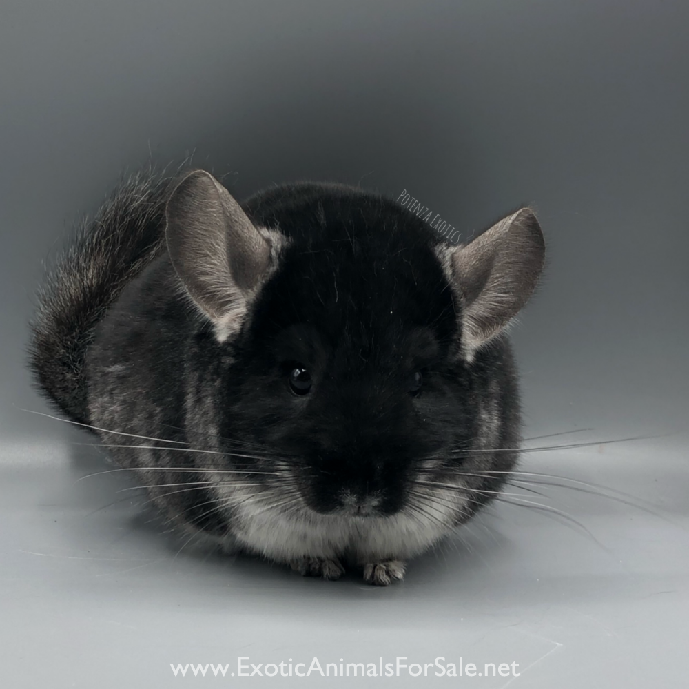 Chinchillas For Sale